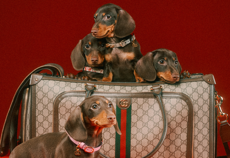The Gucci Pet Collection Presents The Most Luxurious Pet Accessories For  Cats And Dogs