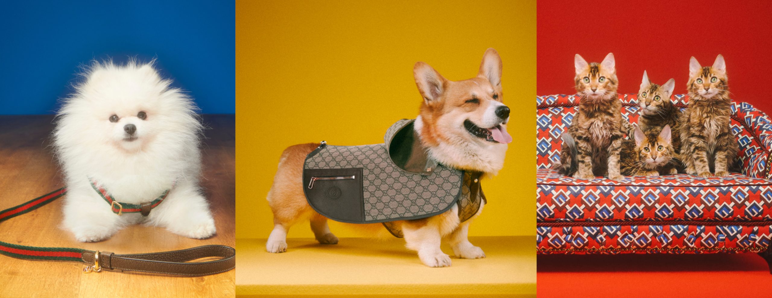 The Gucci Pet Collection Presents The Most Luxurious Pet Accessories For Cats And Dogs